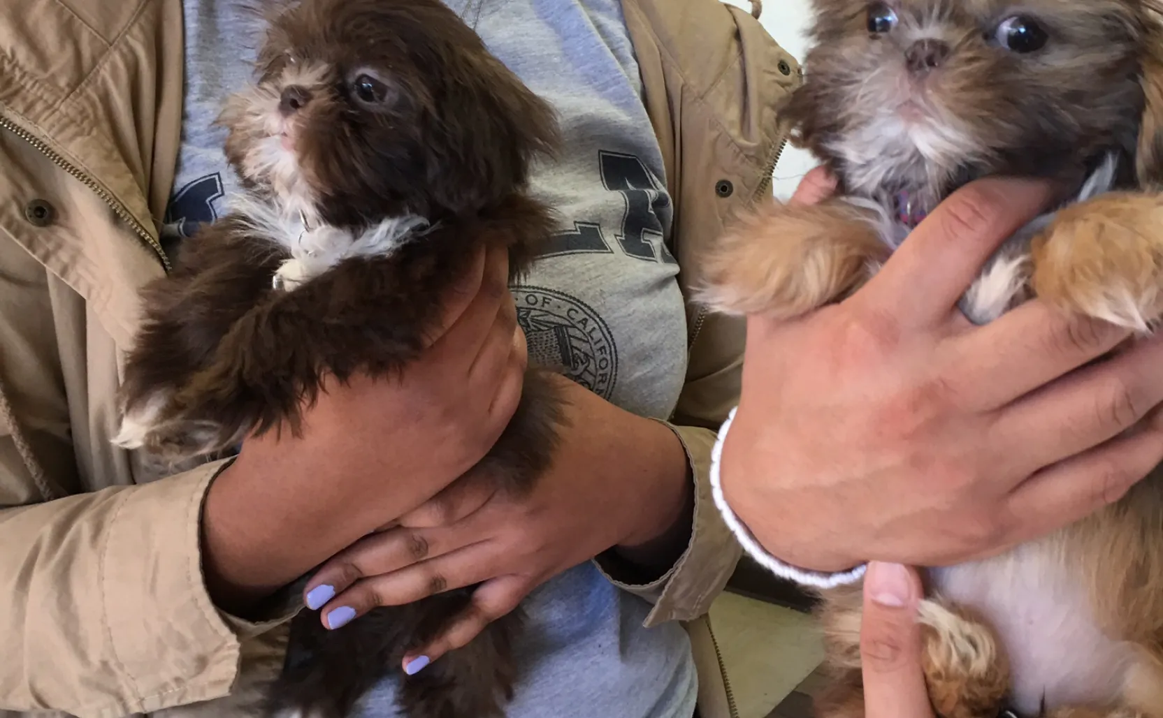 Bonded pair dogs for adoption outlet near me